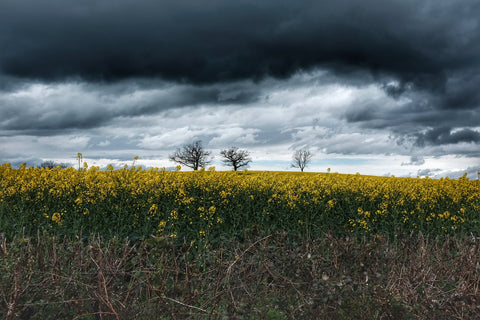 Beautiful country landscape